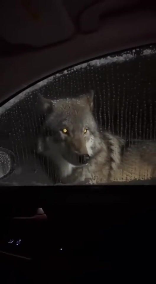 Frame from the AI-generated film “Wolf at the windshield”
