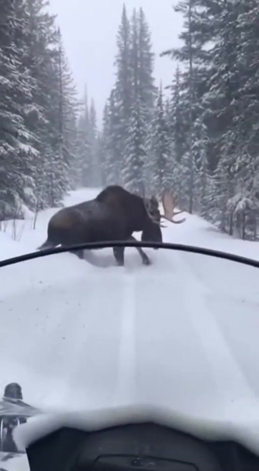 Frame from the AI-generated film “Moose on a snowy road”